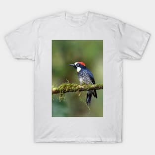 Acorn Woodpecker T-Shirt
